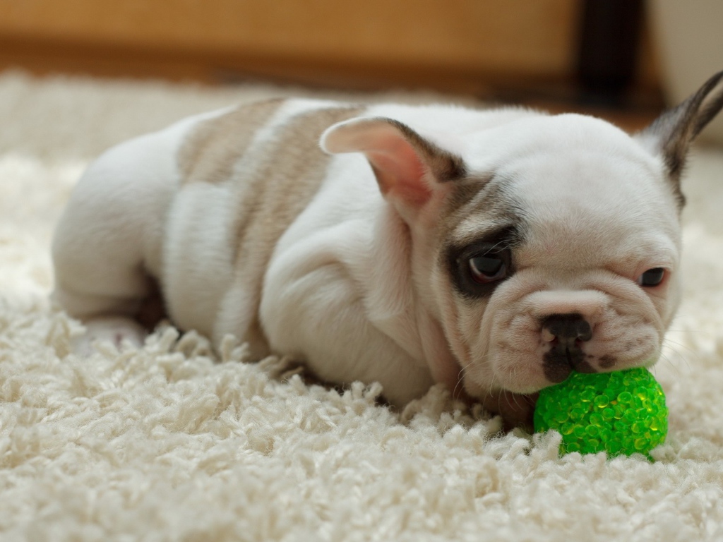 Щенок грызет зеленый шарик