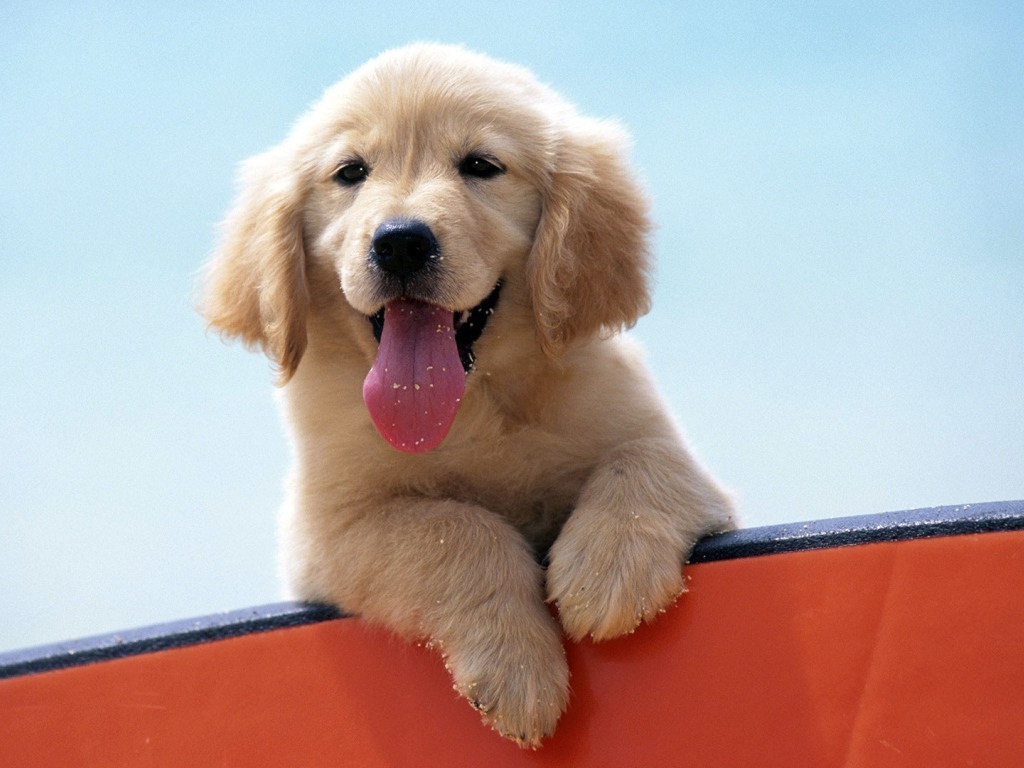 Щенок высунул язык сидя на борту