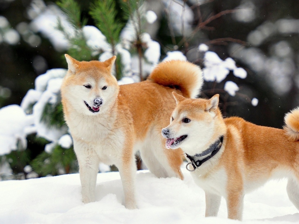 Рыжие лайки в снегу