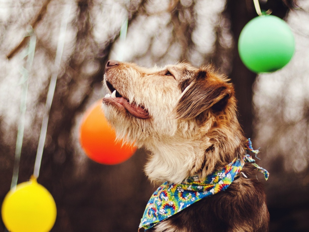 Собака смотрит на шары