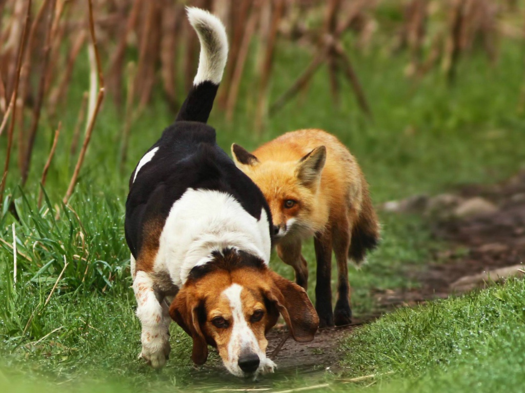 Cобака напала на след лисы