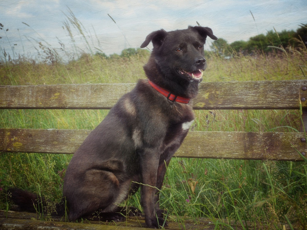 Сторожевой пес у деревянного забора