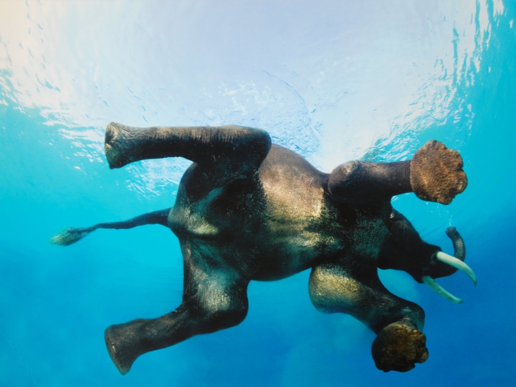 Фото слона в воде снизу