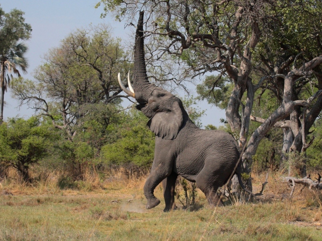 Слон поднял хобот вверх