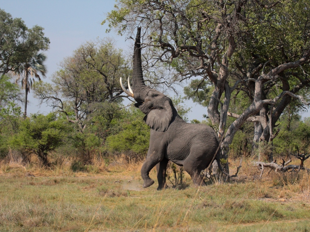 Слон высоко поднял хобот к дереву