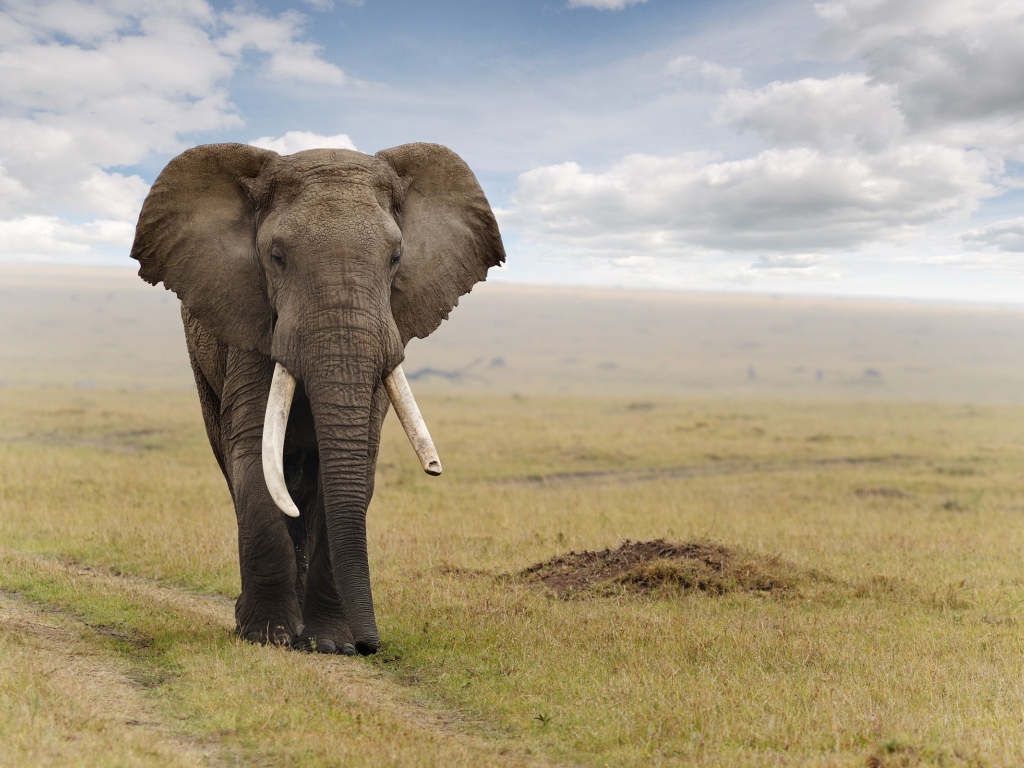Величественный слон идет по дороге