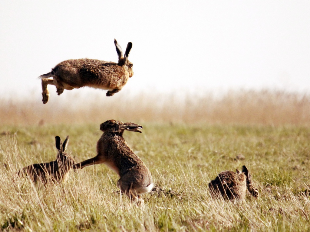 Зайцы резвятся в поле