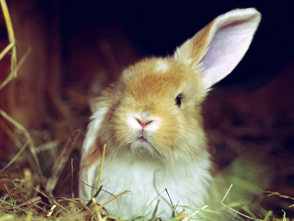 Рыжий кролик поднял одно ухо