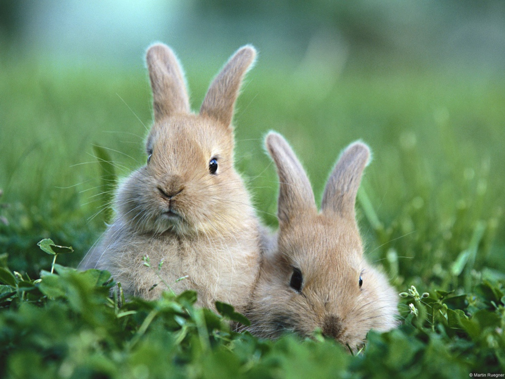 Two funny brown rabbit in the grass