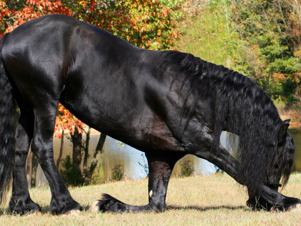 Прекрасный черный конь
