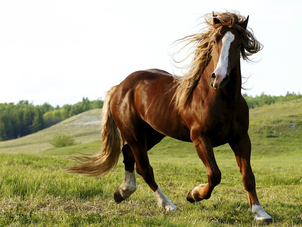 Красота и грация гнедого коня