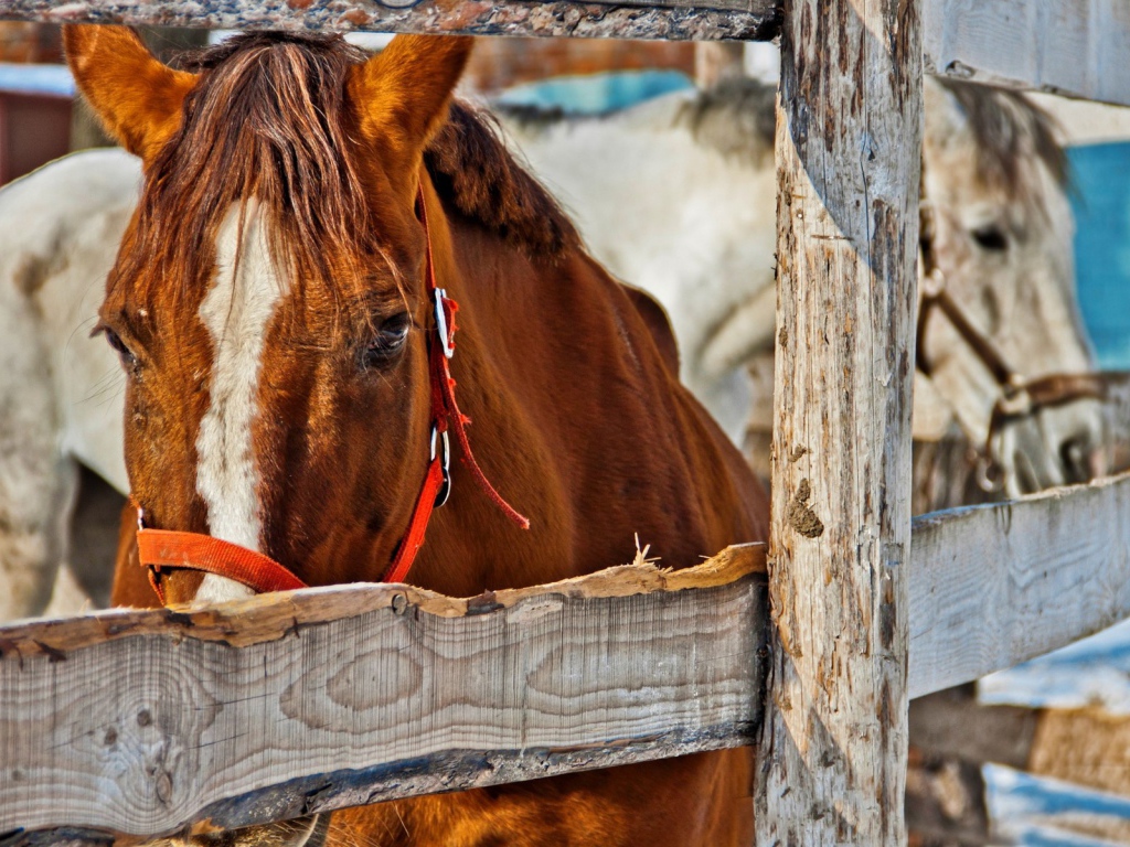 Коричневый конь за деревянным забором
