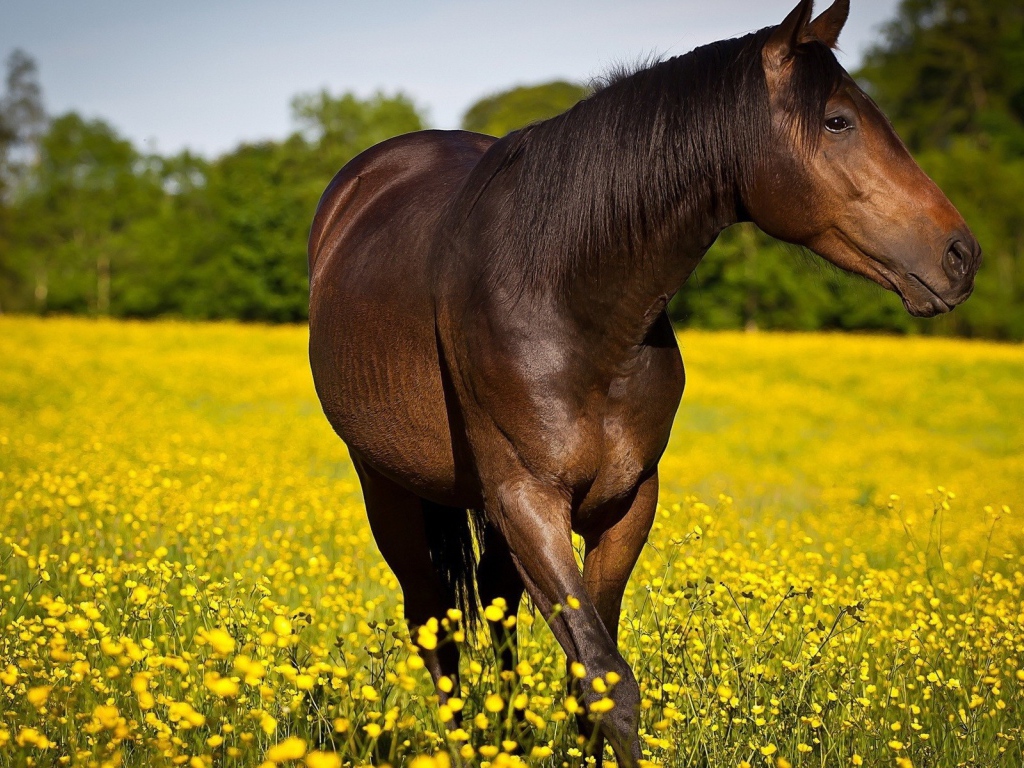 Конь резвится на желтом поле