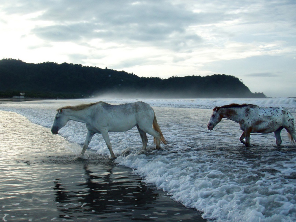 Лошади в волнах прибоя