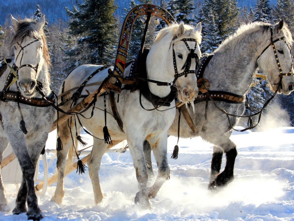 Русская тройка лошадей