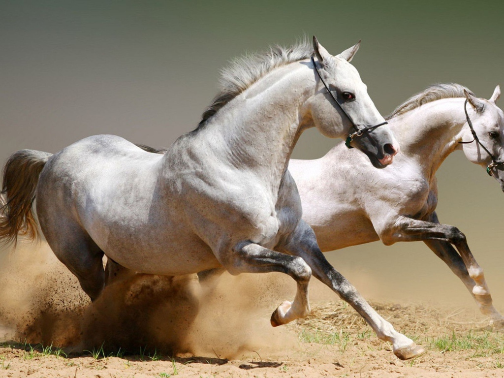 Два скакуна поднимают песок