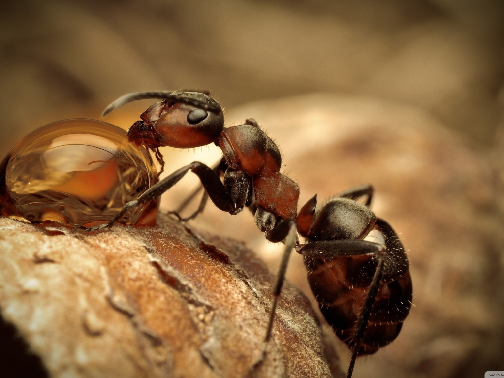 Муравей пьет воду из капли