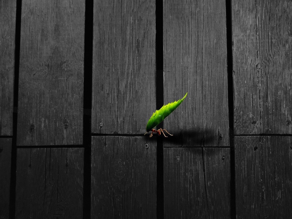 Муравей несет листик по деревянному полу