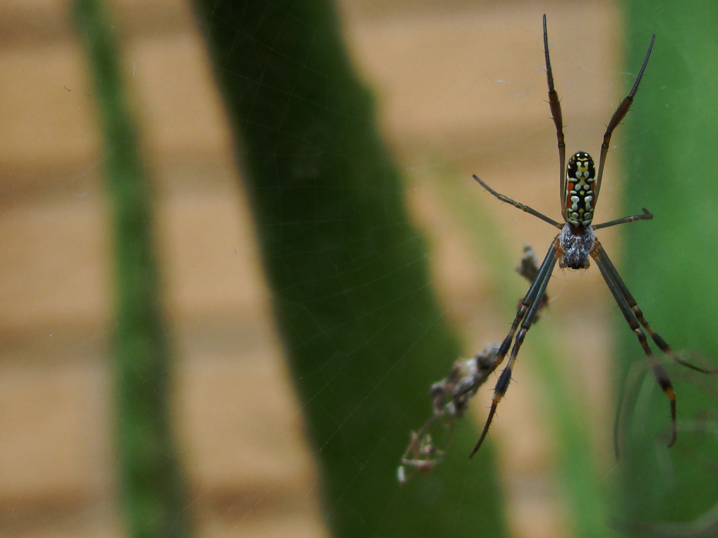 Большой паук плетет паутину