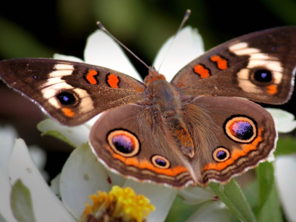 Коричневая бабочка с узором на крыльях