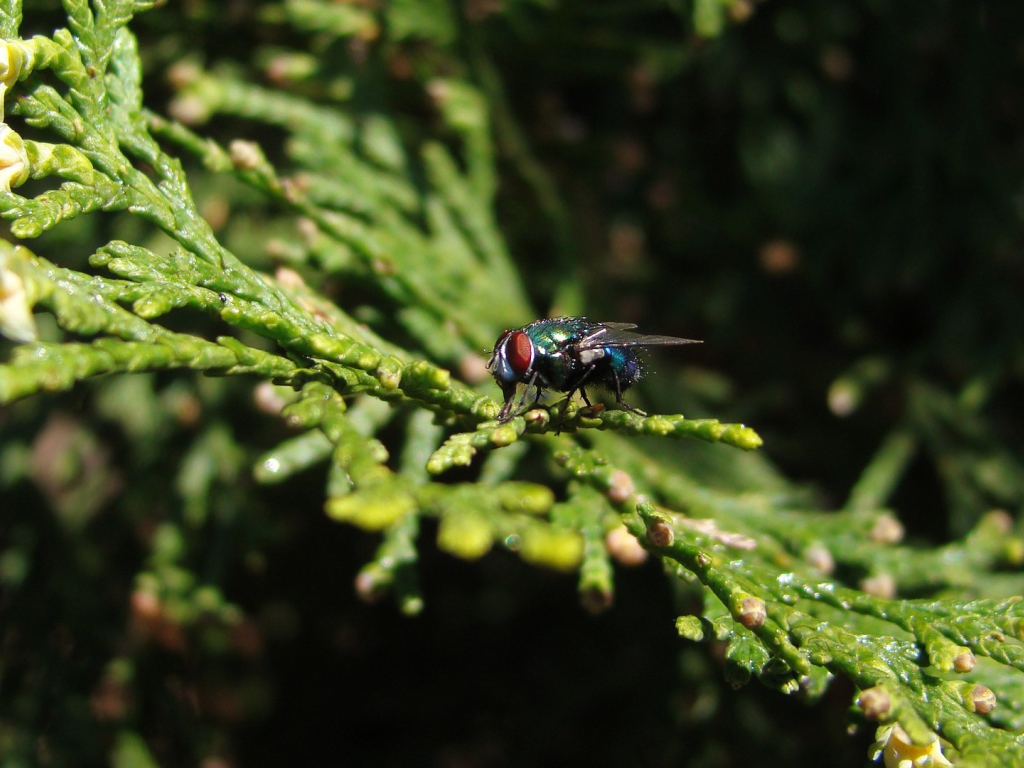 Муха сидит на зеленой ветке