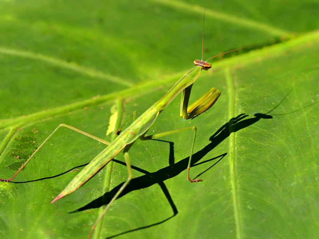 Зеленый богомол на зеленом листике