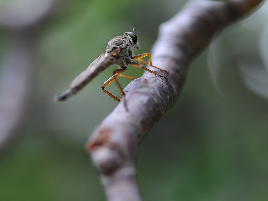 Насекомое сидит на ветке
