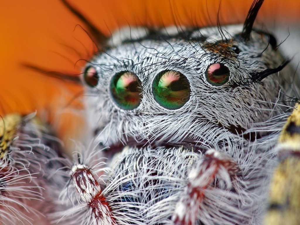 Так выглядит паук