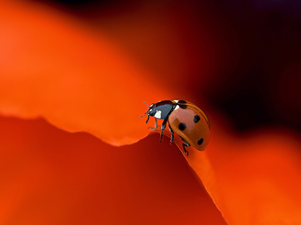 Красная божья коровка на оранжевом фоне