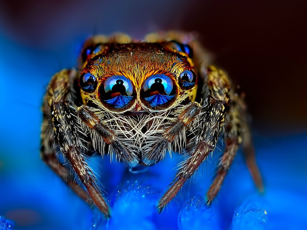 Отражение в глазах паука