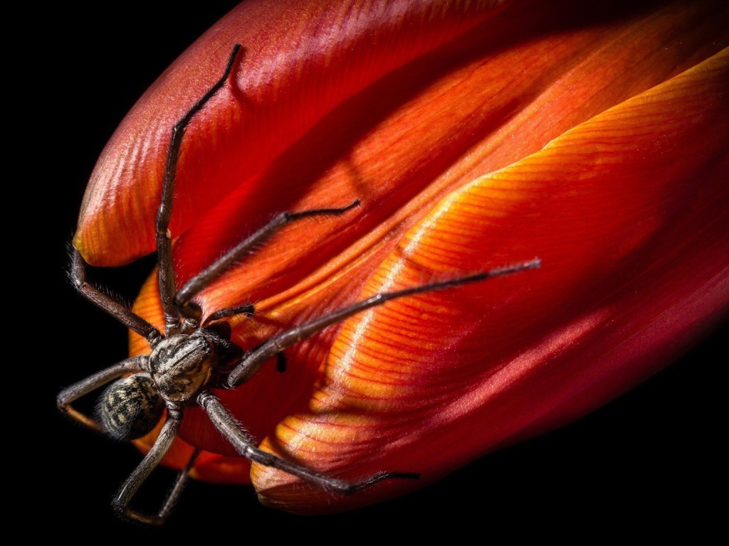 Паук на бутоне красного тюльпана