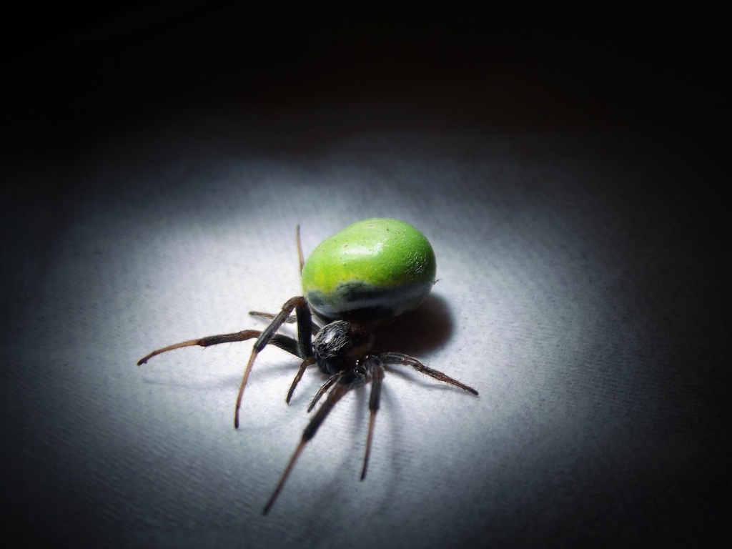 Паук с зеленым брюшком