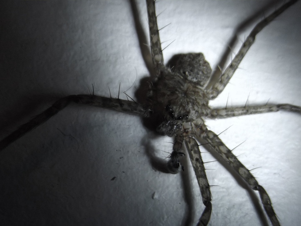 У паука не хватает лапок