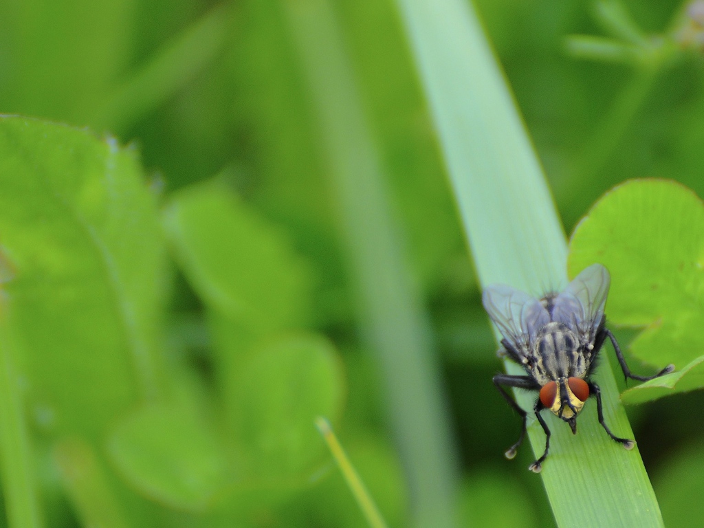 Муха сидит на травинке