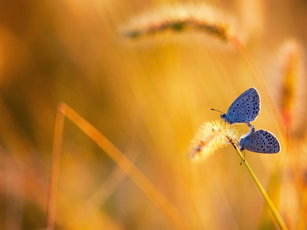 Две бабочки на колоске полевого растения