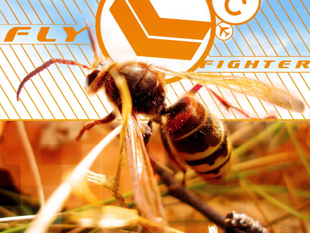 Осиная талия