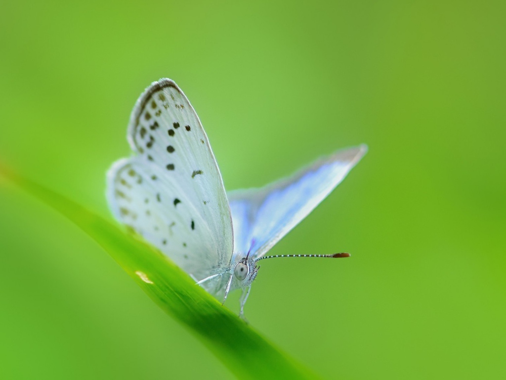 Белая бабочка на зеленой травинке