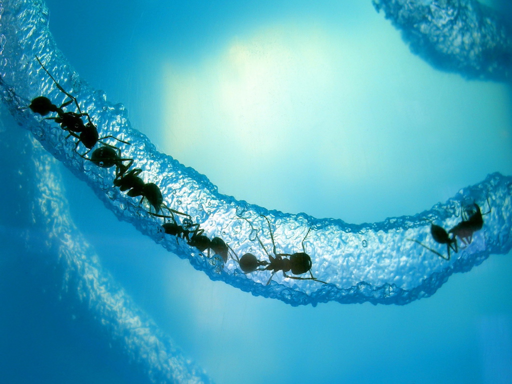 Муравьи в льдине