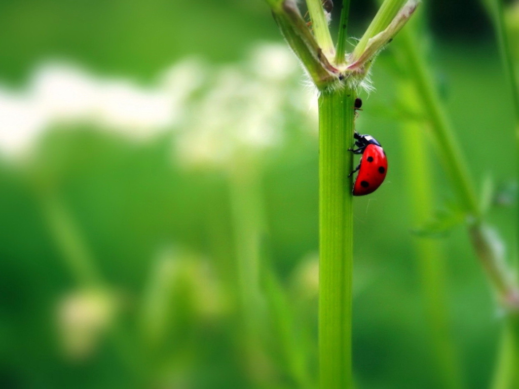 Божья коровка на стебле растения