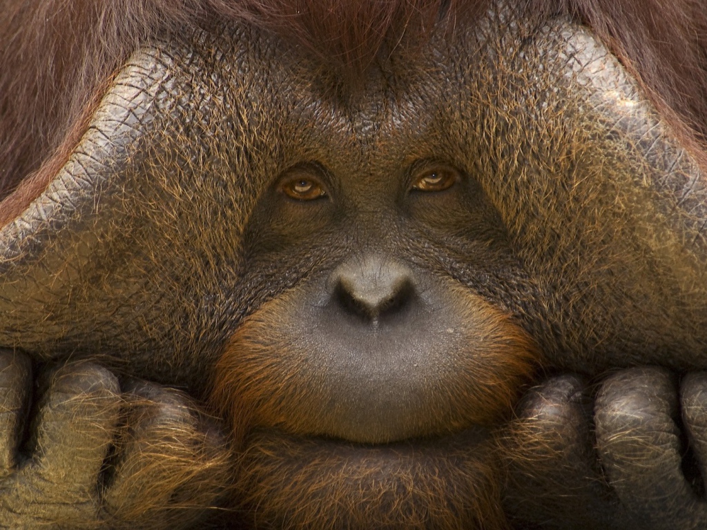 Грустное лицо орангутанга