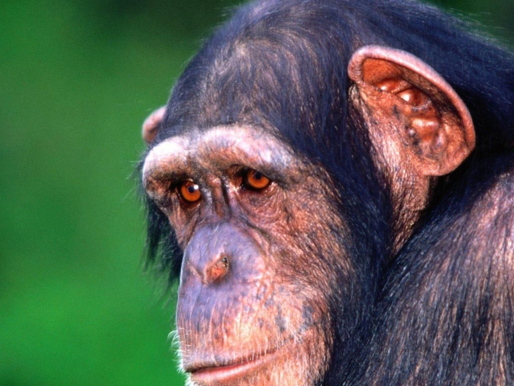 Грустная обезьяна шимпанзе