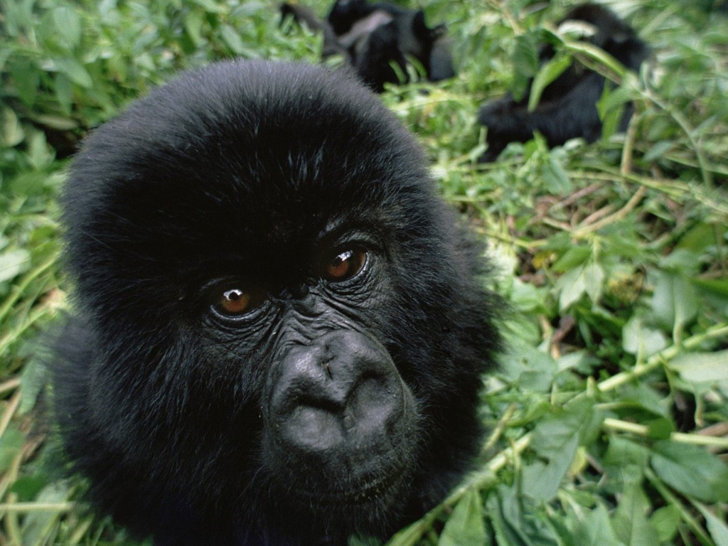 Черная обезьяна среди зарослей