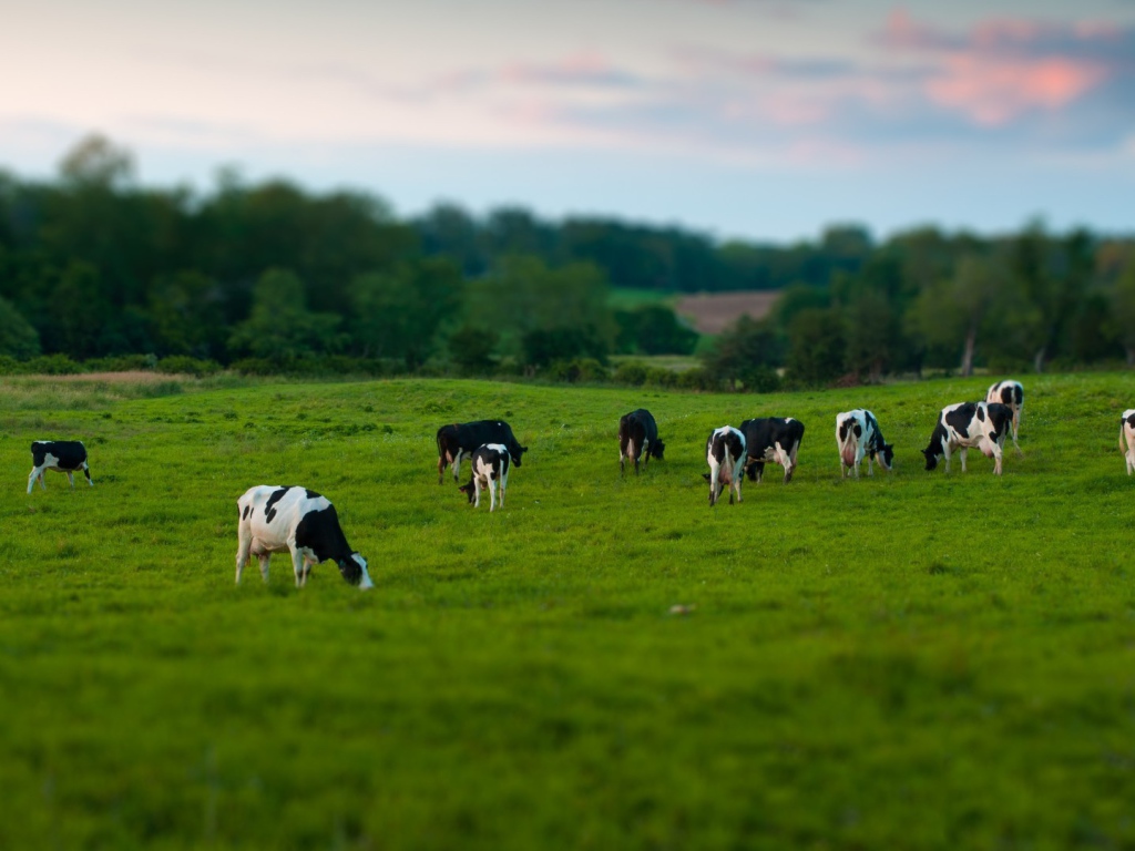Стадо коров на пастбище