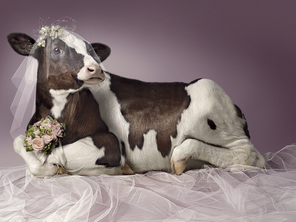 Корова в роли невесты