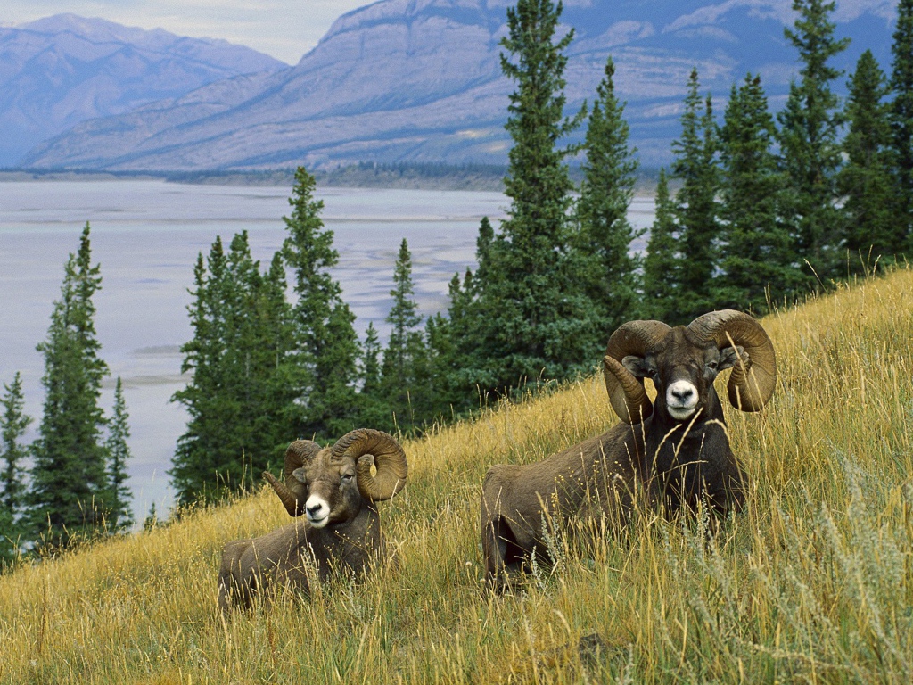 Два барана на склоне у озера