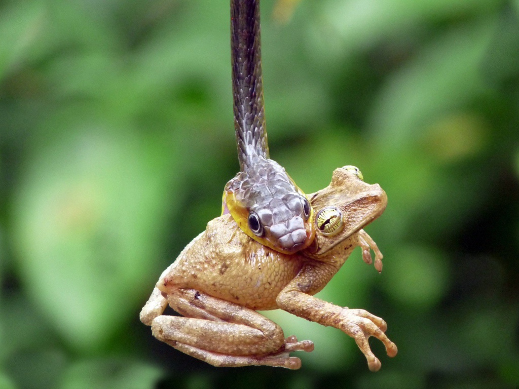 Лягушка стала добычей