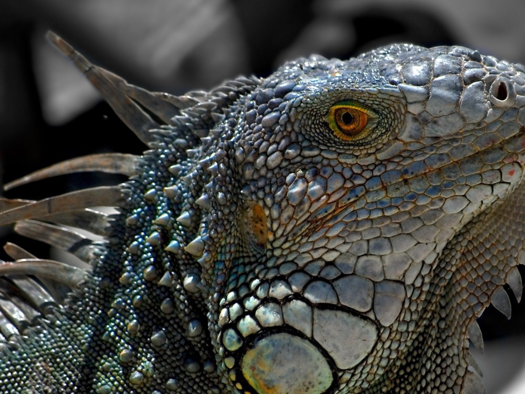 Обыкновенная серая игуана