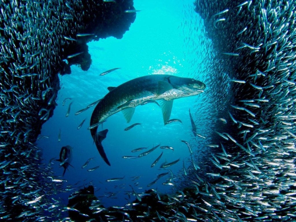 Большая рыба распугала мелких рыбешек