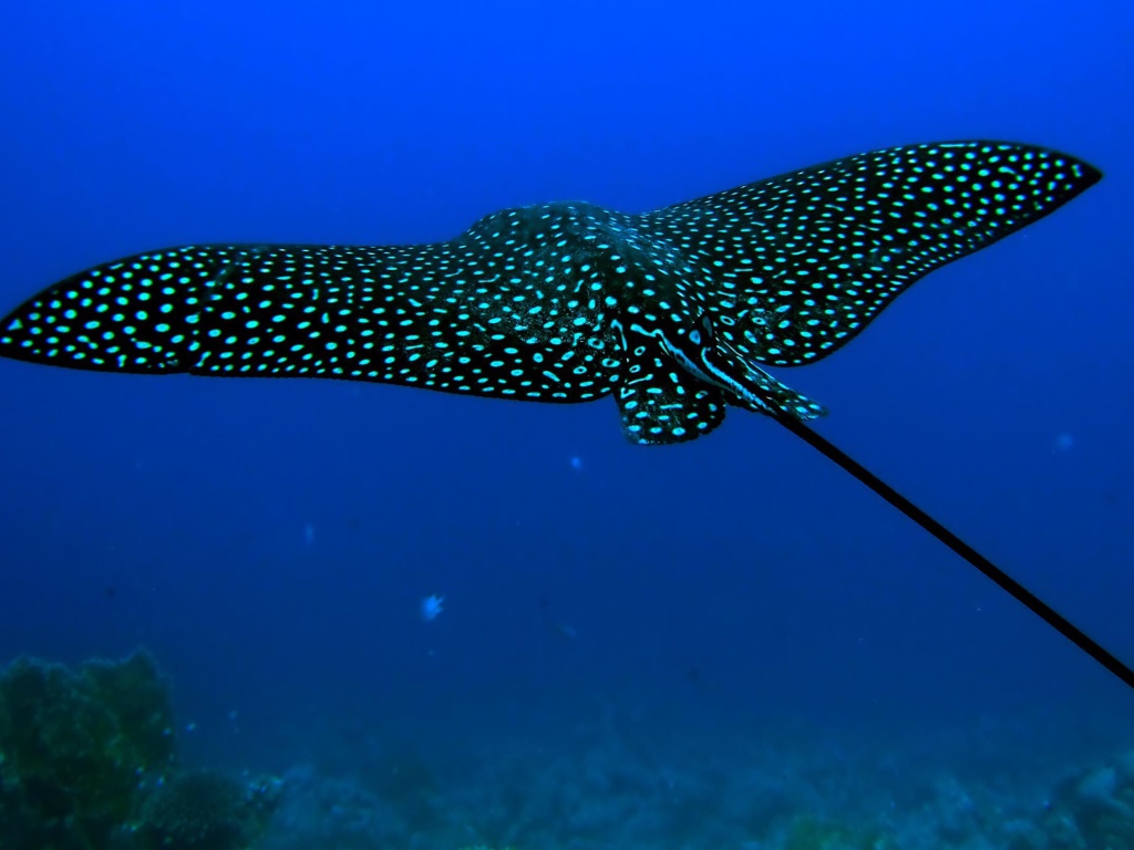 Черный скат стингрей