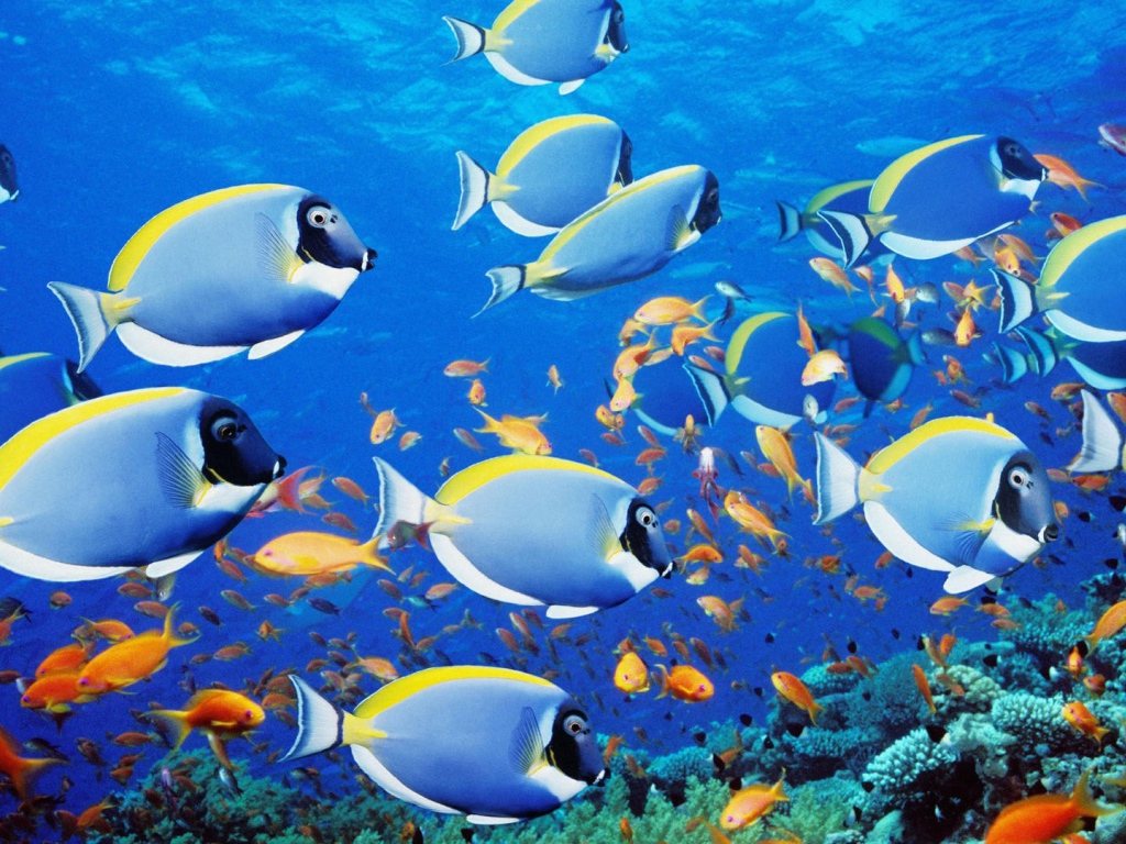 Голубые рыбки в тропиках